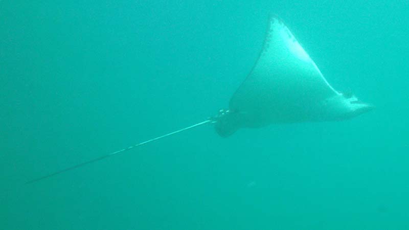 Majestic Eagle Ray on the second dive!