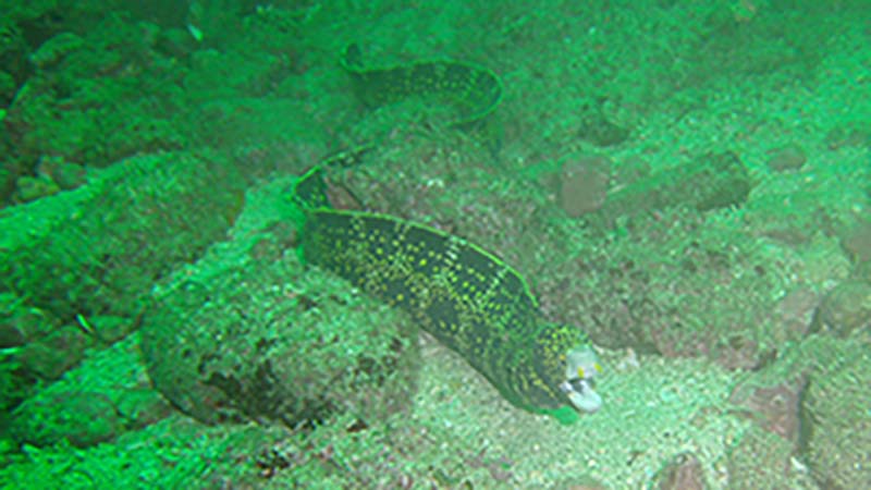 Beautiful Moray Eel on the first dive