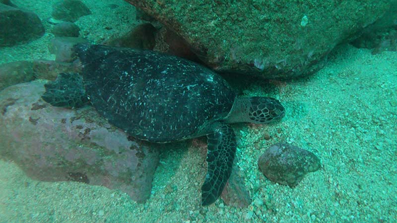 Sea turtle at Cacalutta dive spot